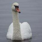 Schwan am Blankensee................