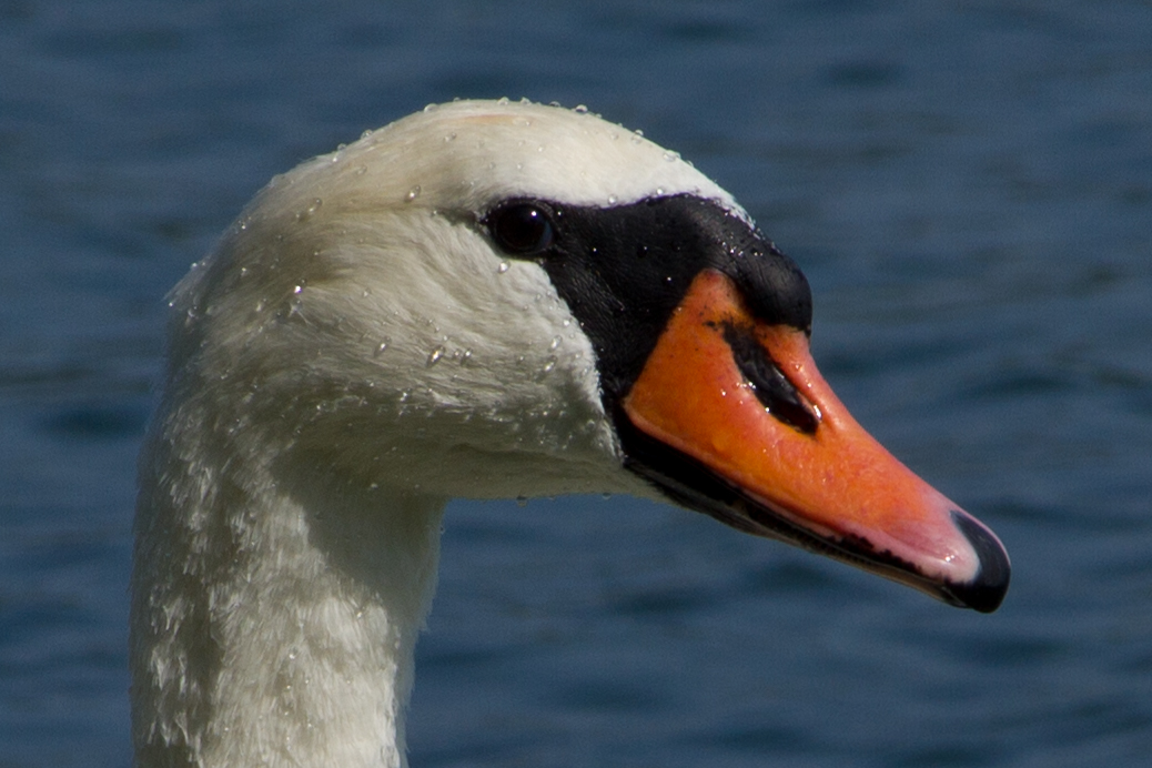 Schwan am Bodensee