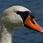 Schwan am Bodensee