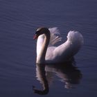 Schwan am Bodensee