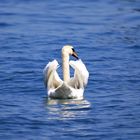 Schwan am Bodensee