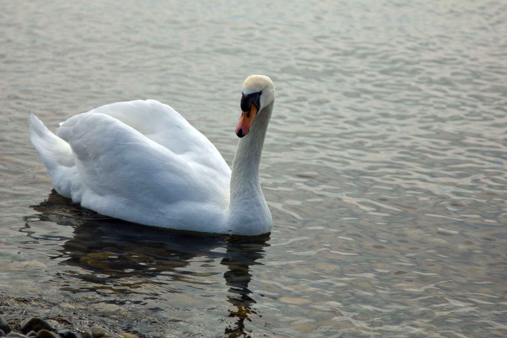 Schwan am Bodensee