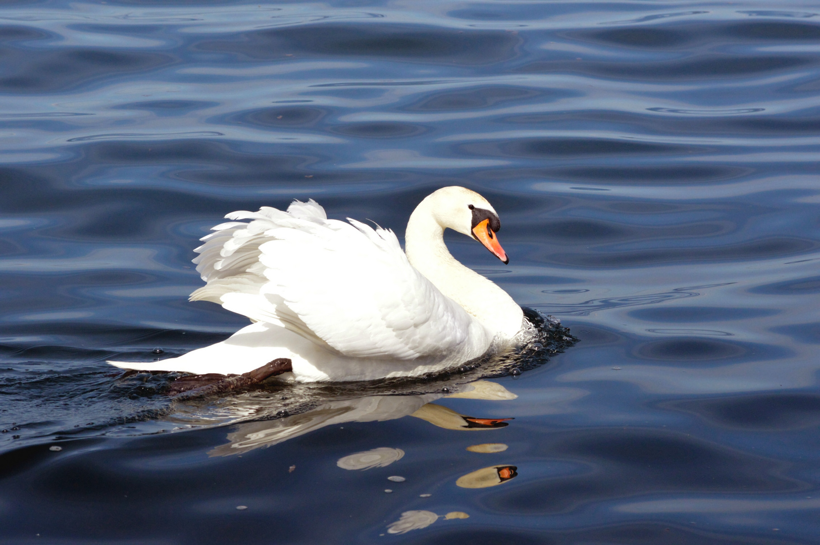 Schwan am Bodensee