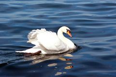 Schwan am Bodensee