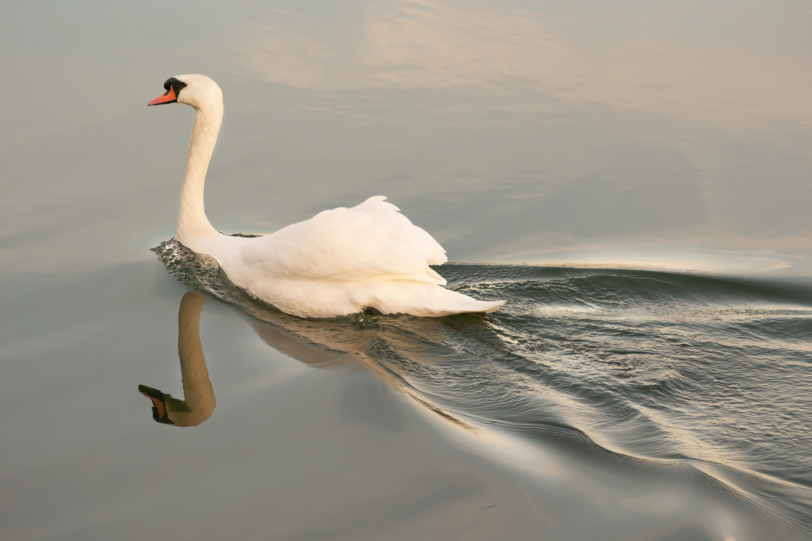 Schwan am Brombachsee