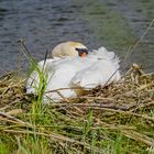 Schwan am brühten