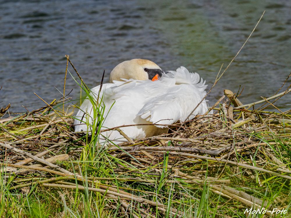 Schwan am brühten