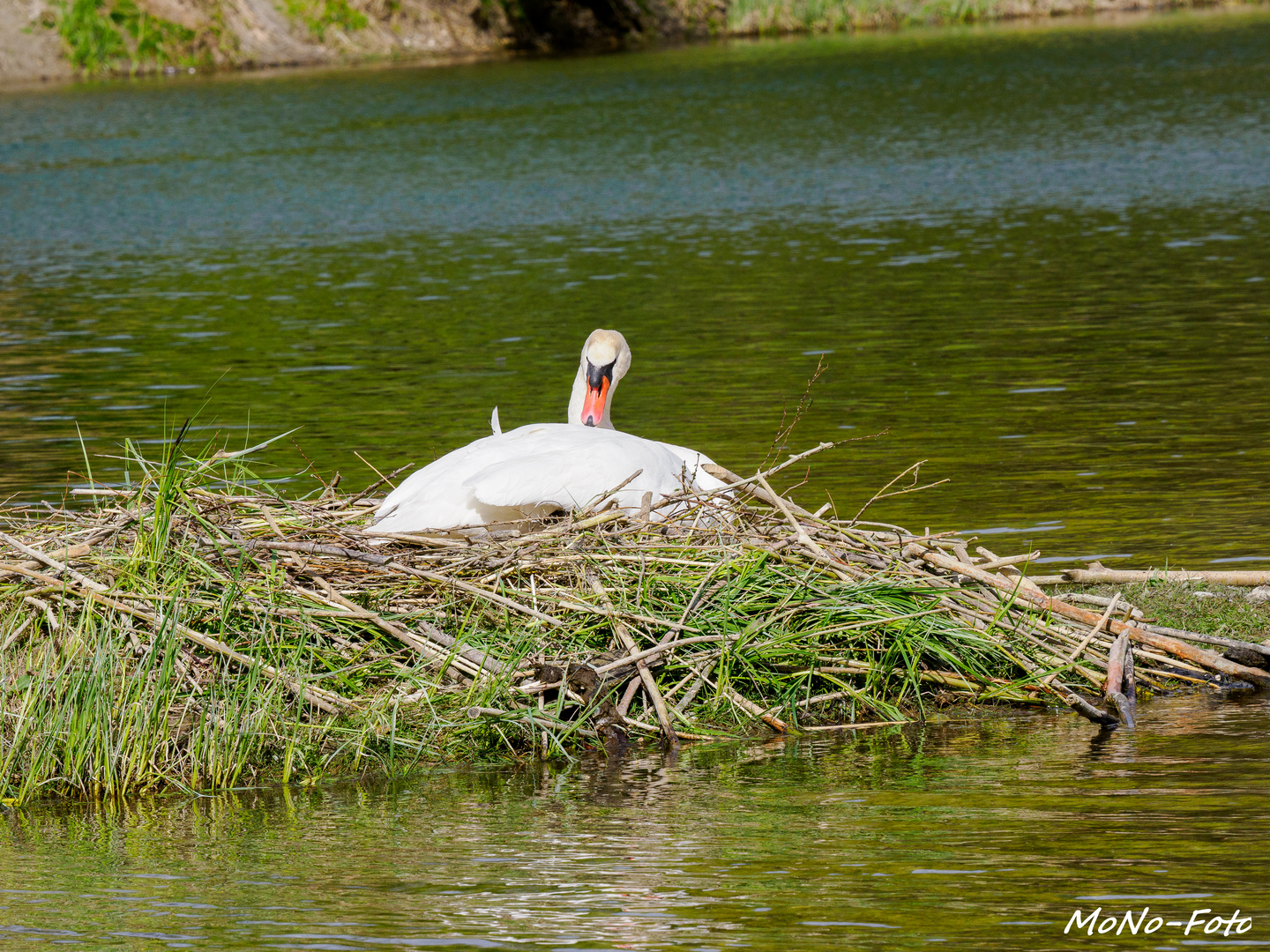 Schwan am brühten