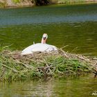 Schwan am brühten