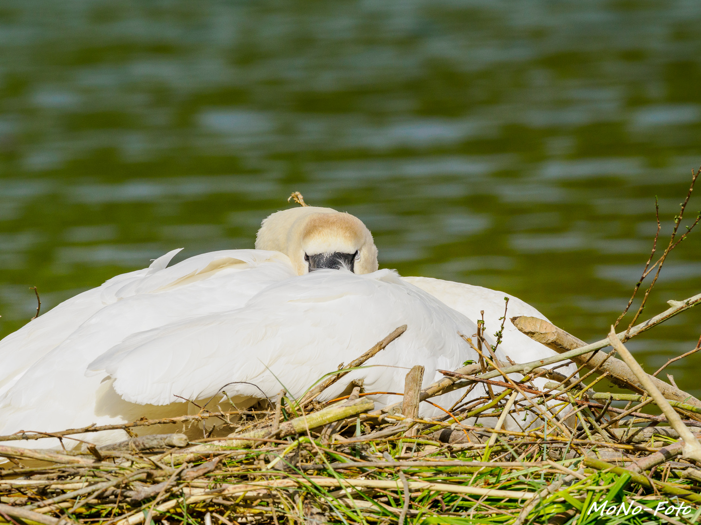 Schwan am brühten