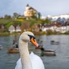 Schwan am Buchser Seele