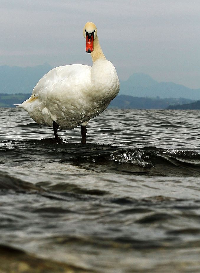 Schwan am Chiemsee