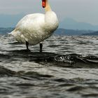 Schwan am Chiemsee