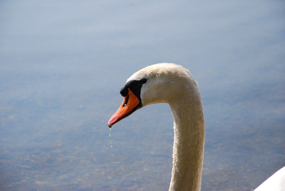 Schwan am Chiemsee