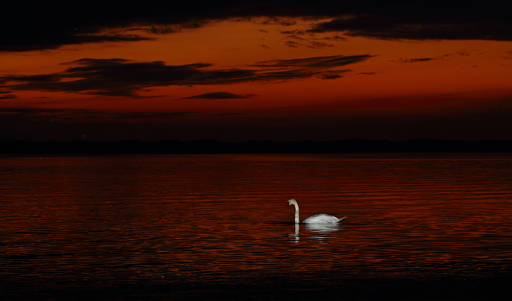 Schwan am Chiemsee im Abendrot