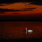 Schwan am Chiemsee im Abendrot