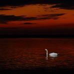 Schwan am Chiemsee im Abendrot