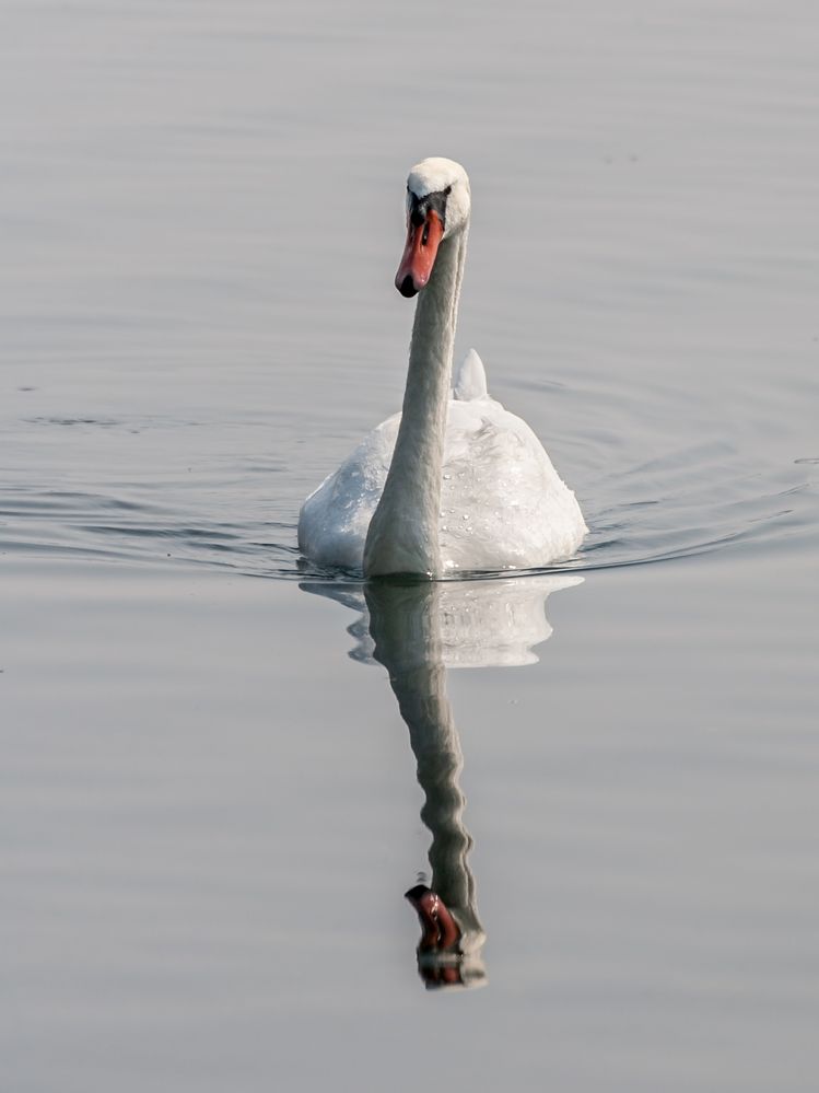 Schwan am Cospuder See