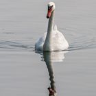 Schwan am Cospuder See