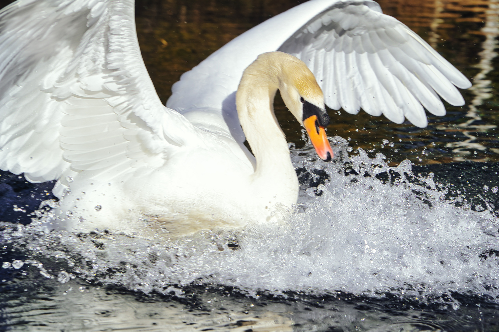 Schwan am Ellbacher Moor