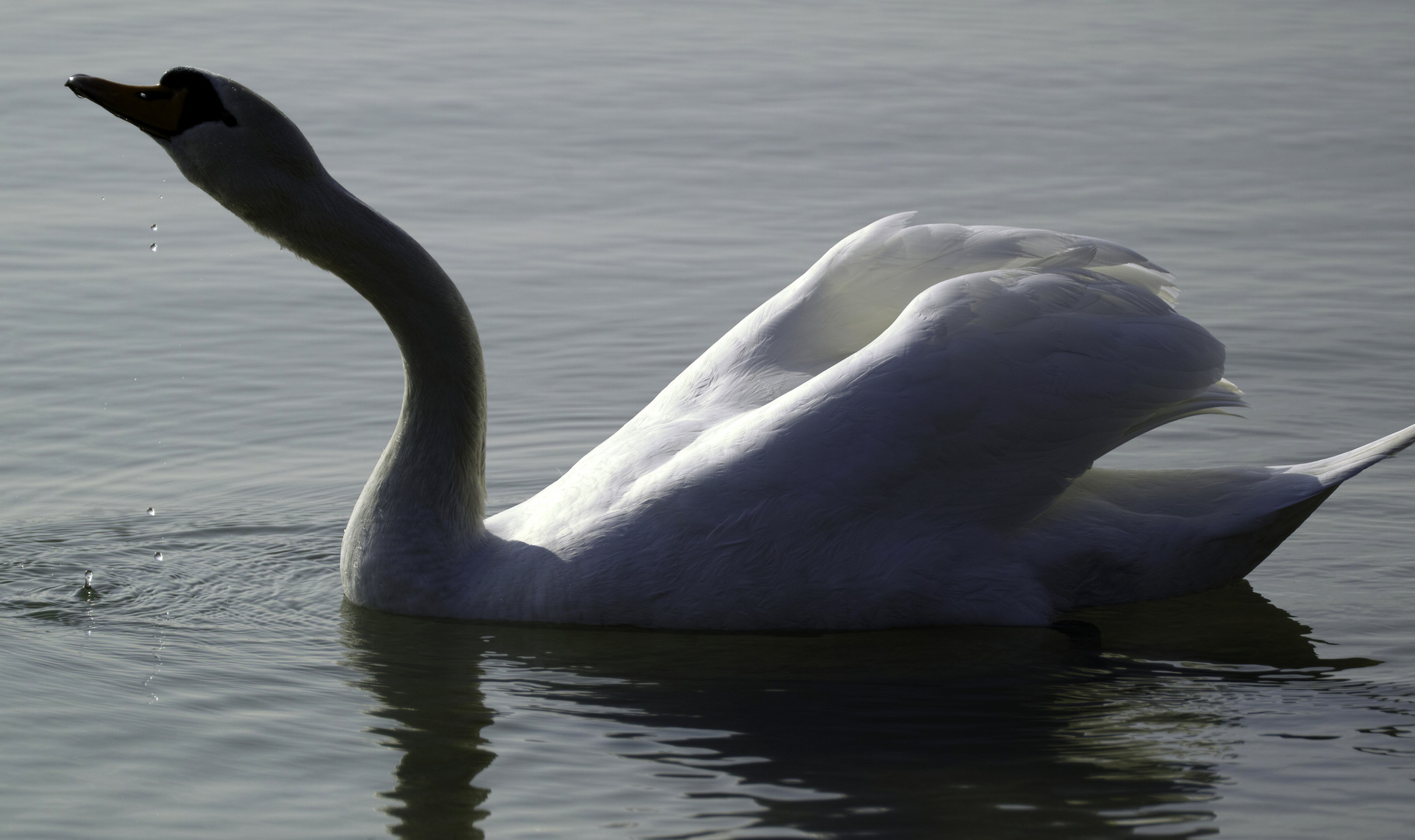 Schwan am Epplesee