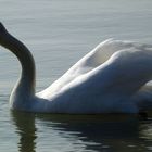 Schwan am Epplesee