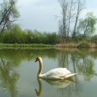 Schwan am Flachsee bei Unterlunkhofen