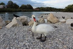 Schwan am Flaucher