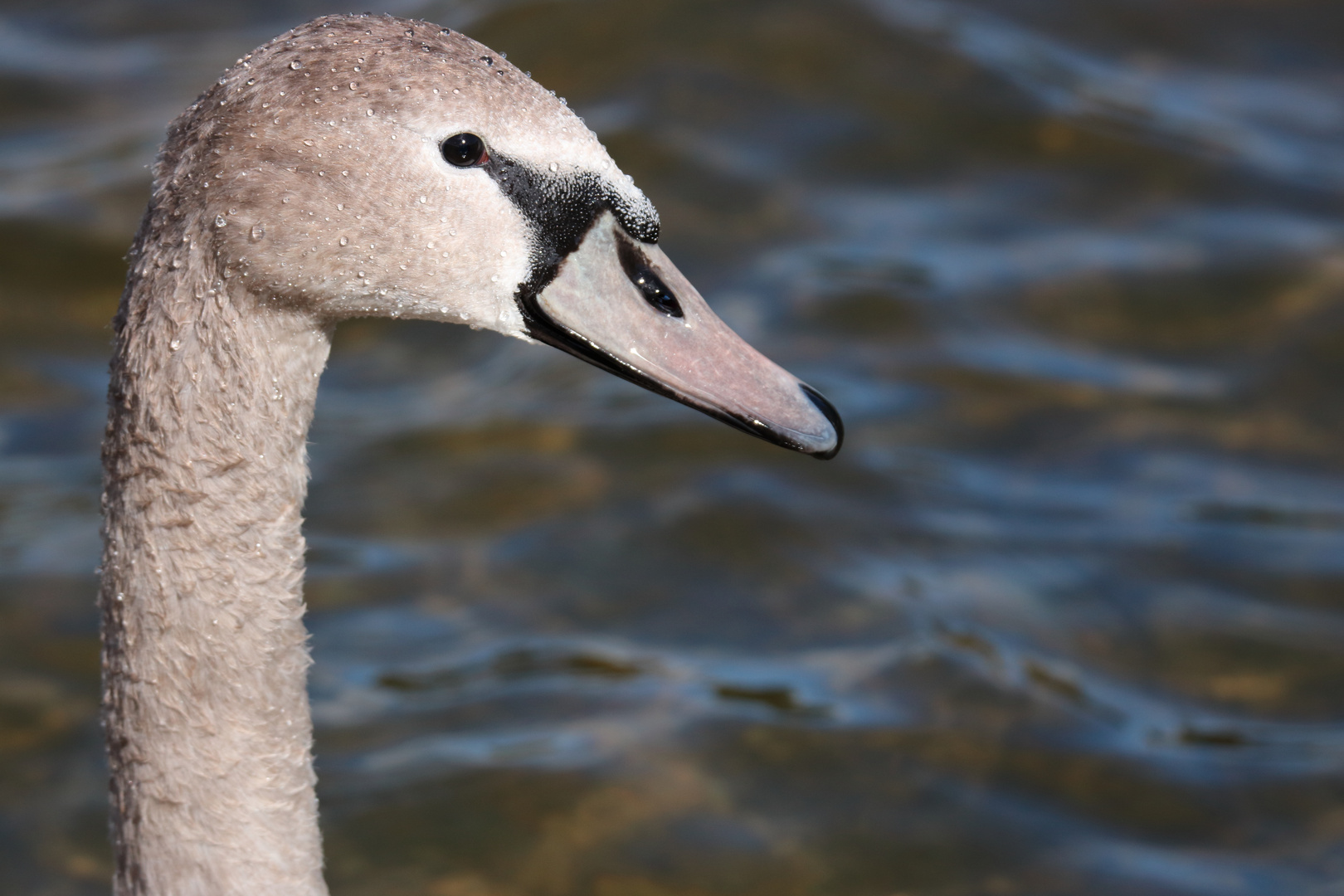 Schwan am Furtner Teich