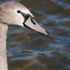 Schwan am Furtner Teich