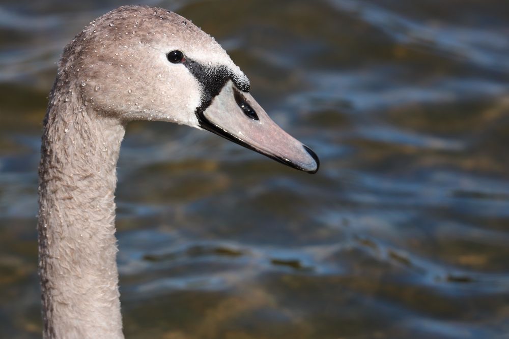 Schwan am Furtner Teich Foto & Bild europe, Österreich, tiere Bilder