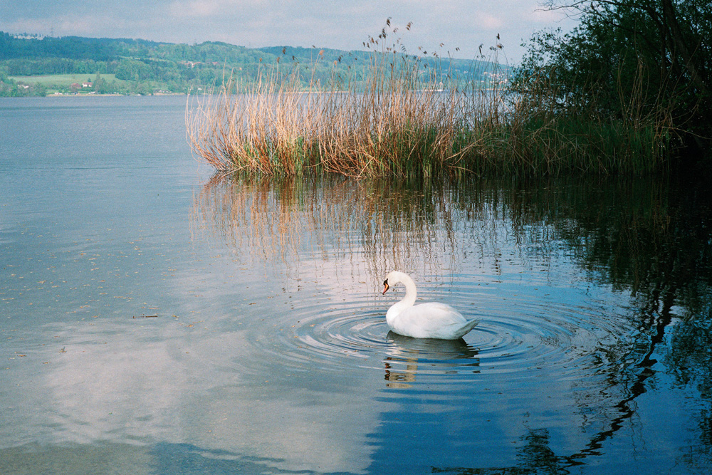 Schwan am Greifensee