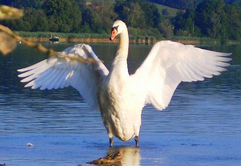 Schwan am Greifensee