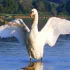 Schwan am Greifensee