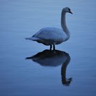 Schwan am großen Teich