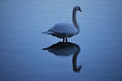 Schwan am großen Teich