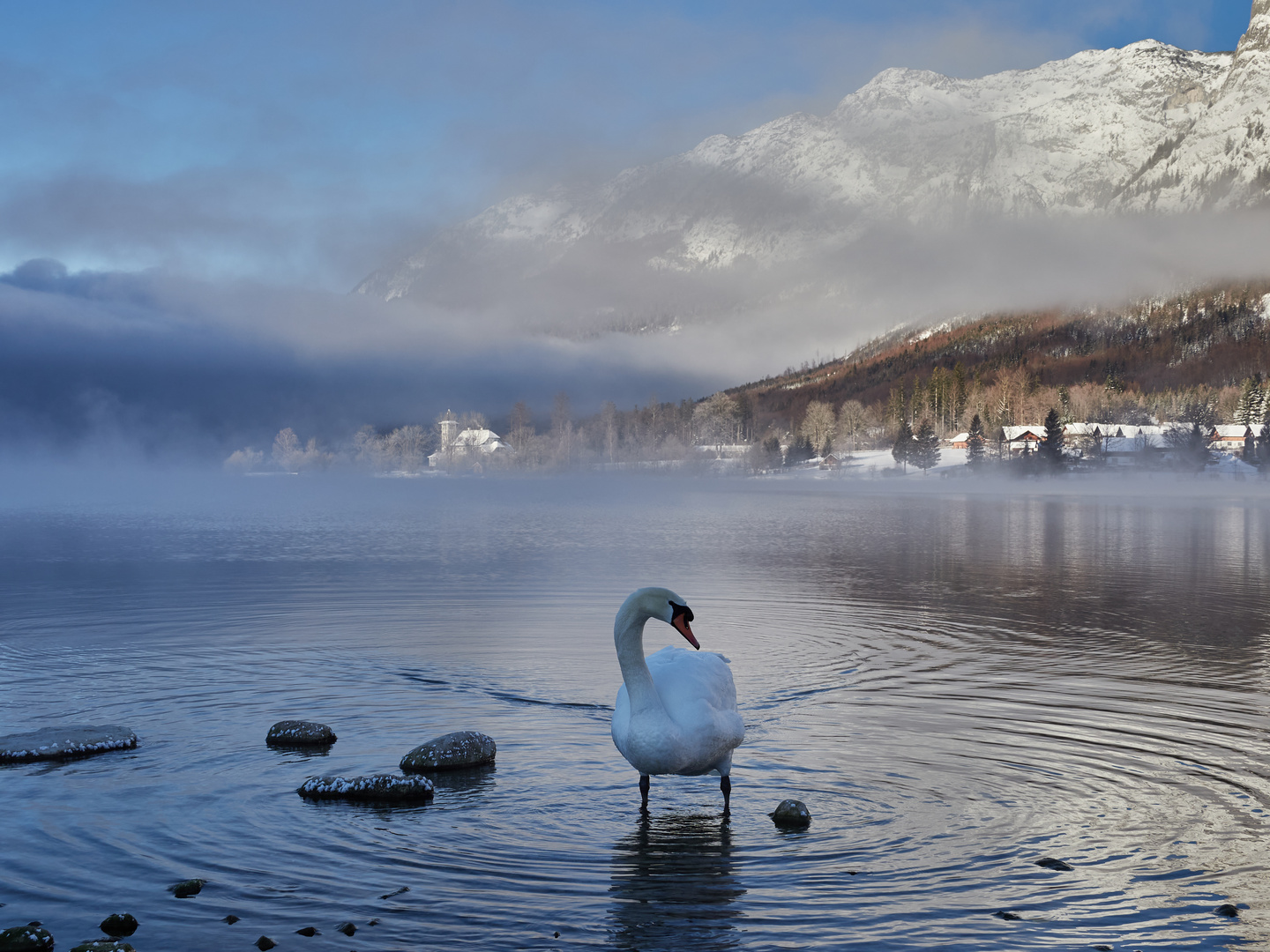 Schwan am Grundlsee