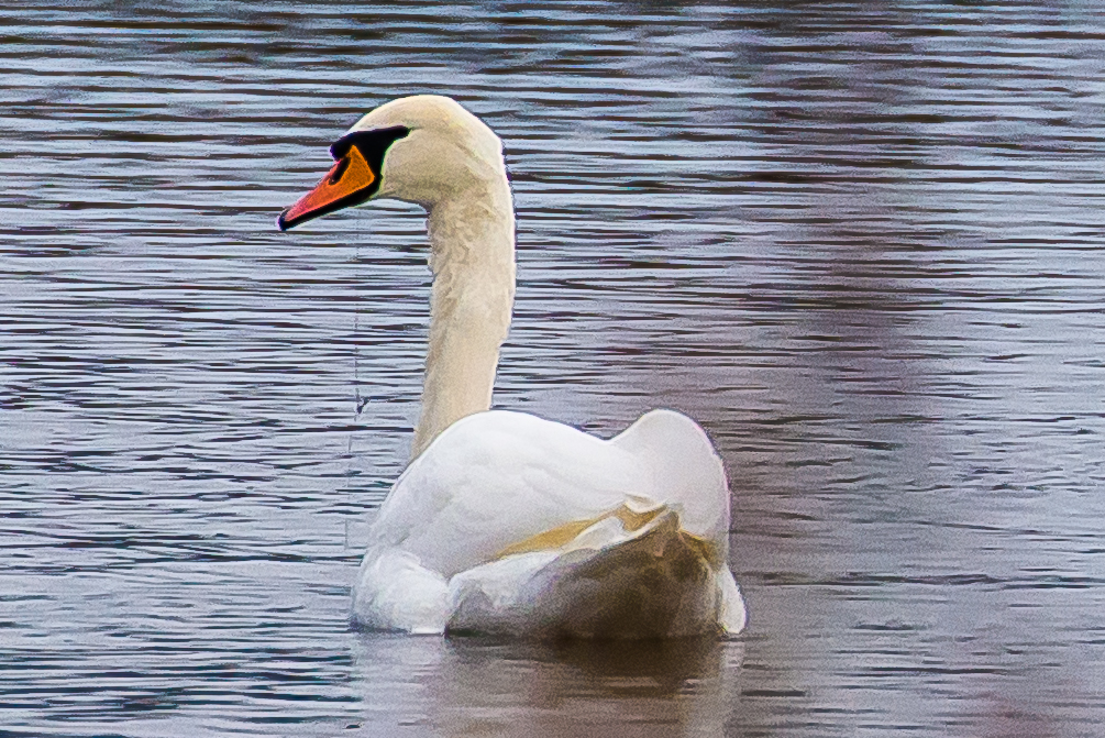 Schwan am Haken :((