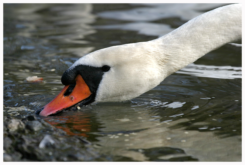 schwan am hallwylersee