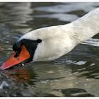 schwan am hallwylersee