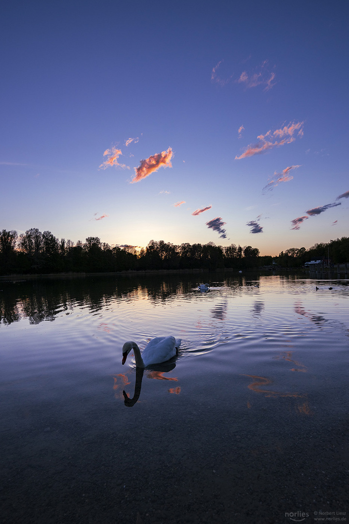 Schwan am Kuhsee