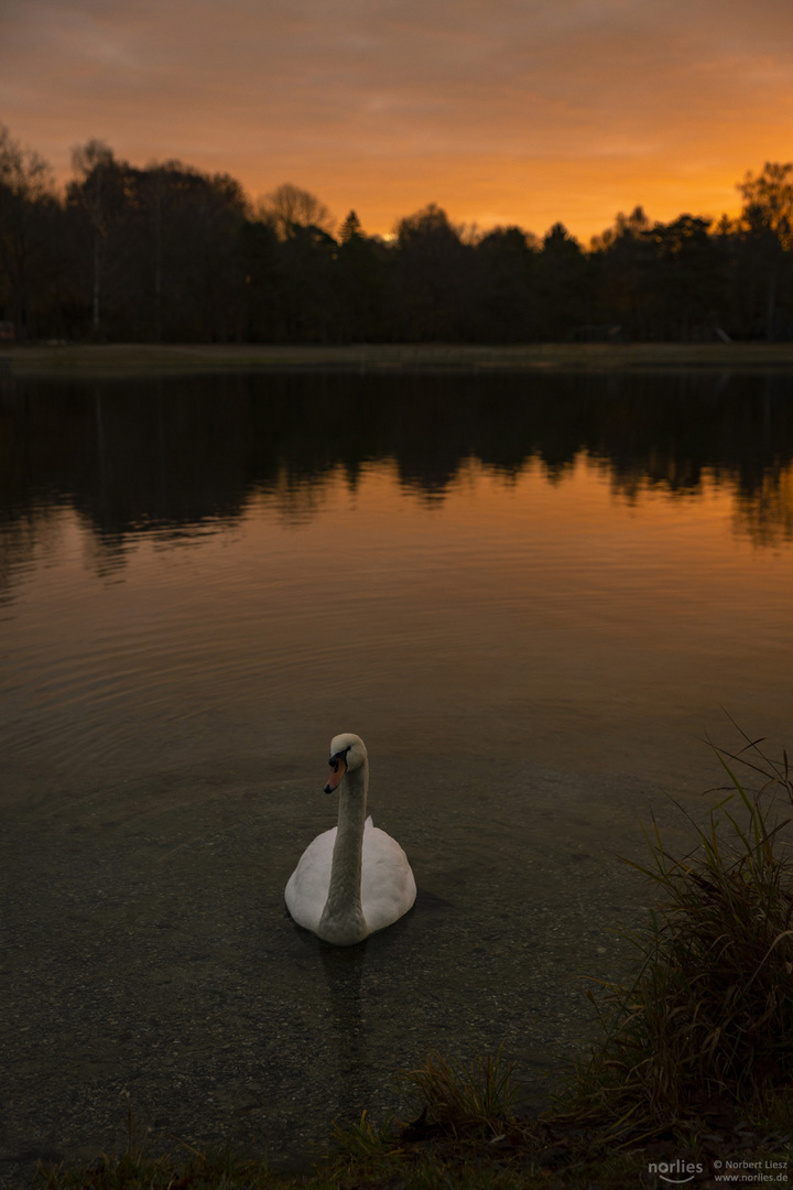 Schwan am Kuhsee