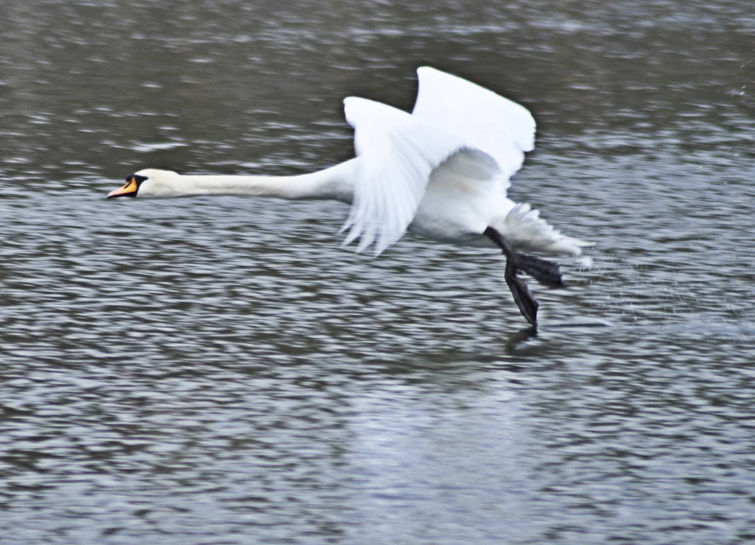 Schwan am landen