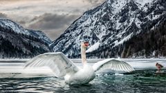 Schwan am Leopoldsteiner See