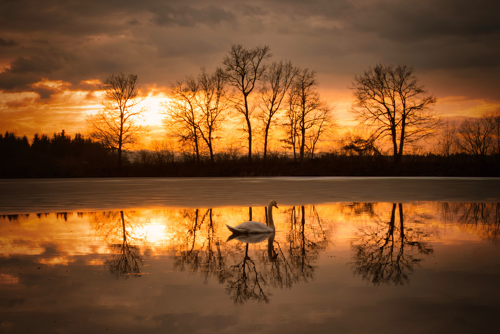 Schwan am Lieblingsteich