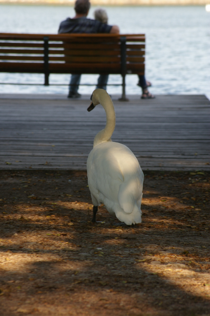 Schwan am Maschsee in Hannover