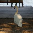 Schwan am Maschsee in Hannover