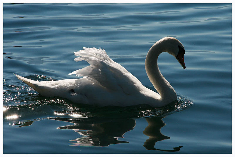 Schwan am Millstättersee