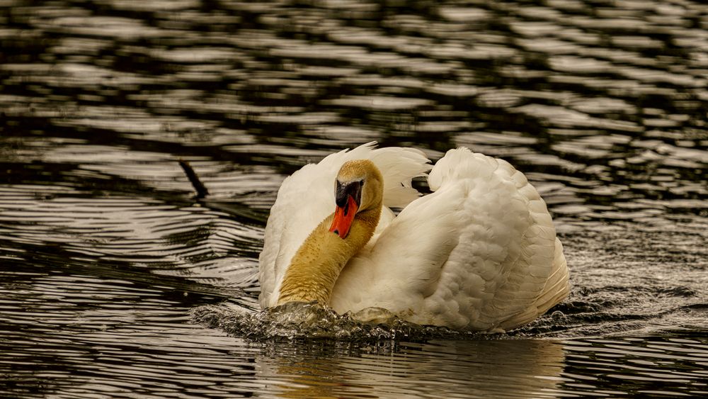 Schwan am Morgen 01 - 25.05.2020