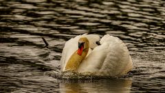 Schwan am Morgen 01 - 25.05.2020